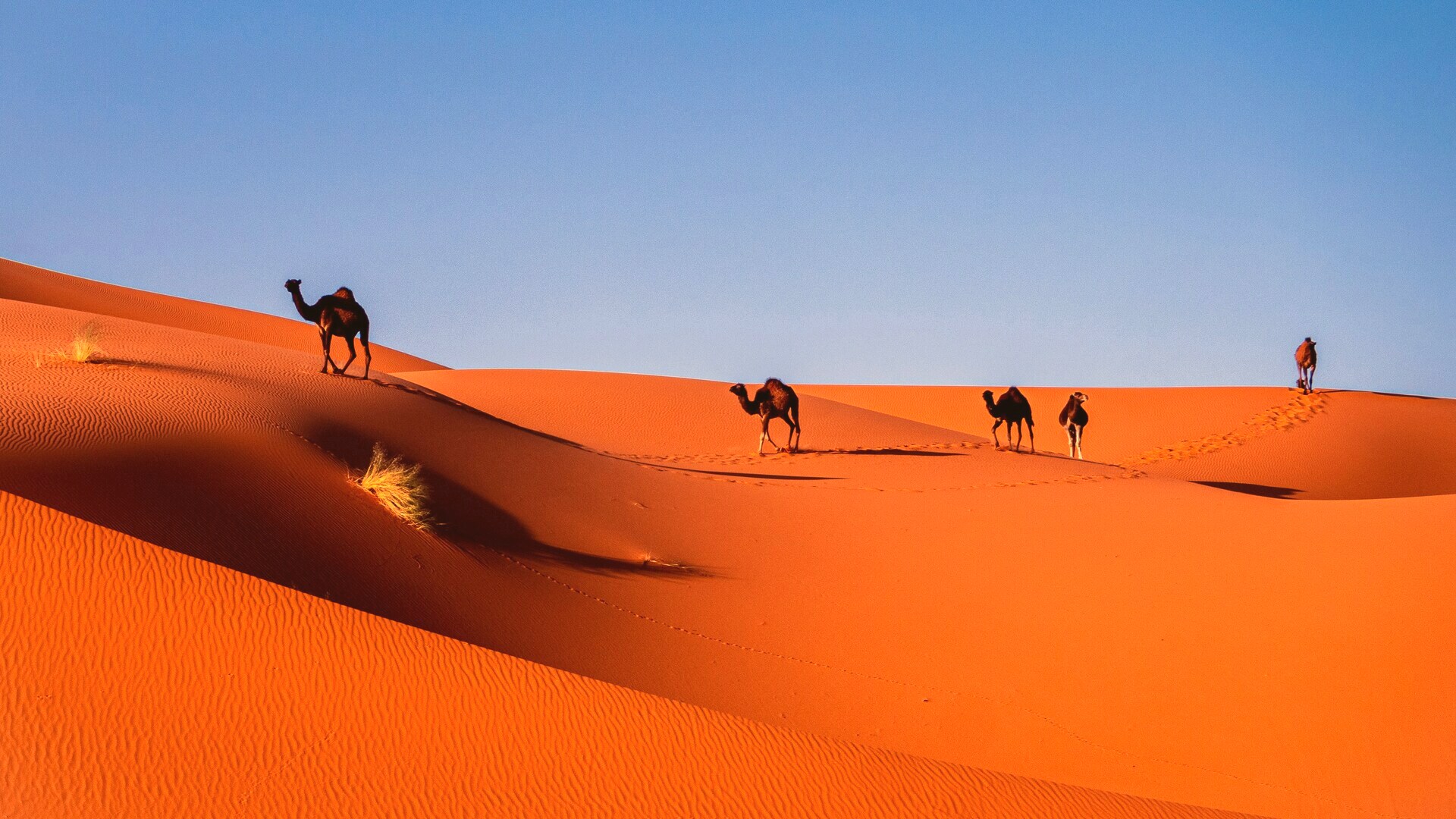 Maroc